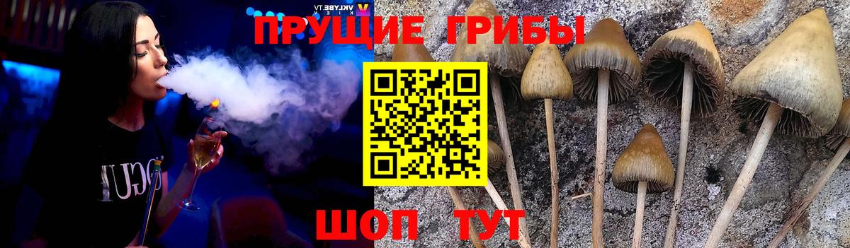 Псилоцибиновые грибы Cubensis Черкесск